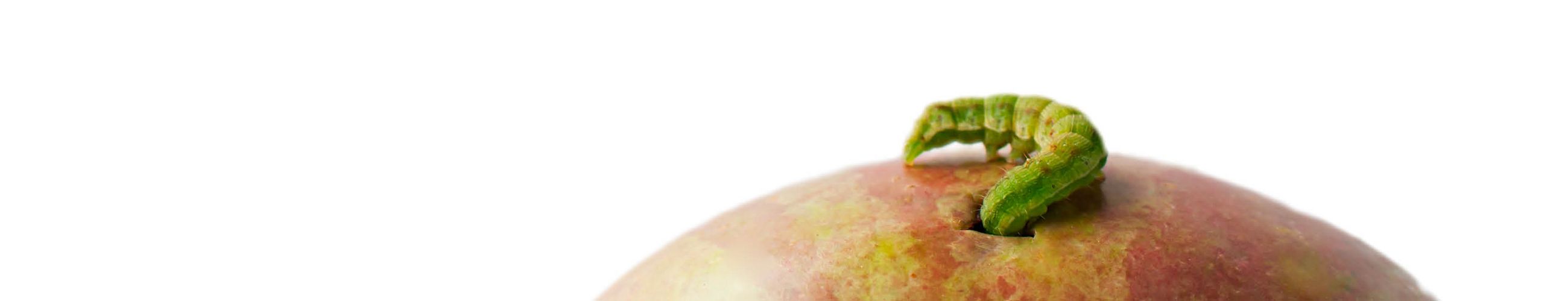 Es ist eine Nahaufnahme einer grünen Raupe zu sehen, die sich in einen Apfel frisst.
